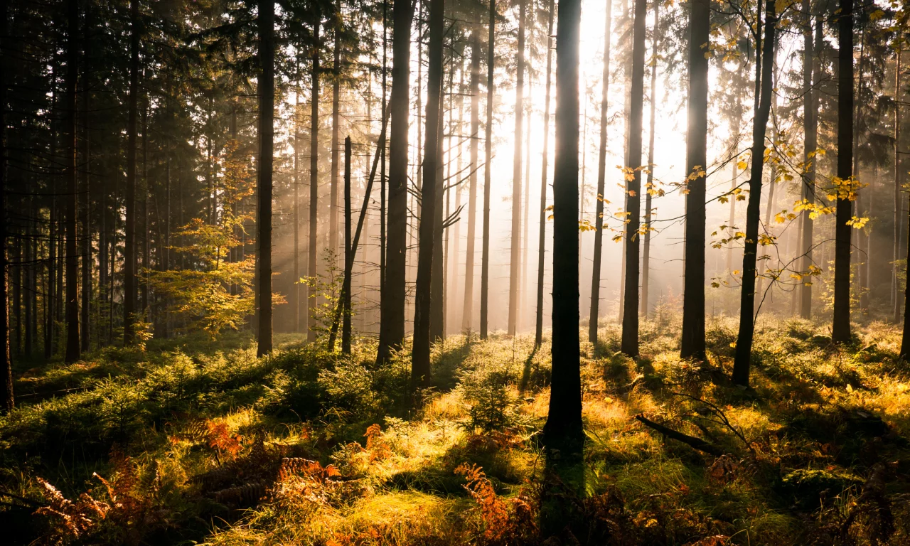 солнечные лучи, папоротник, Лес, деревья, зелень