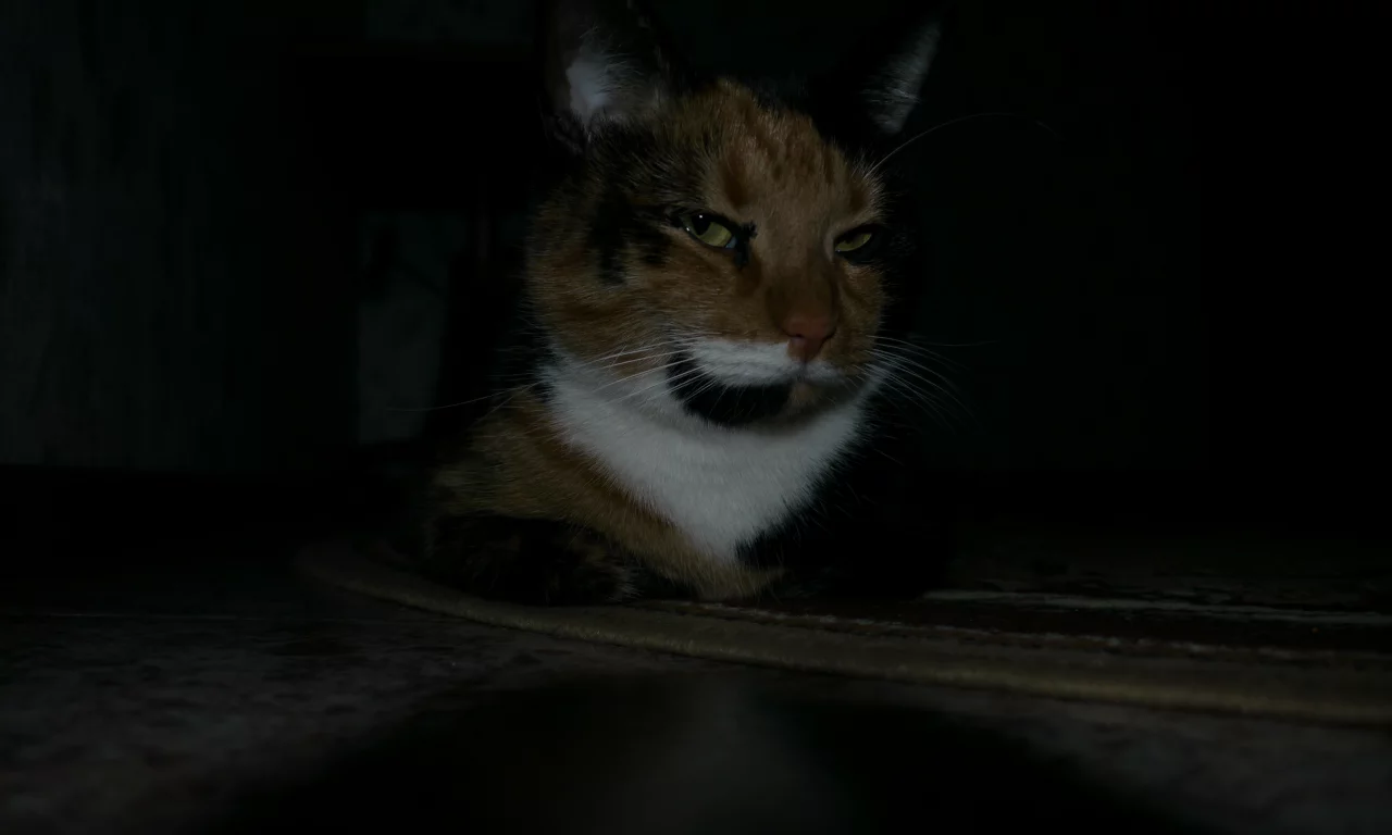 кошки, животные