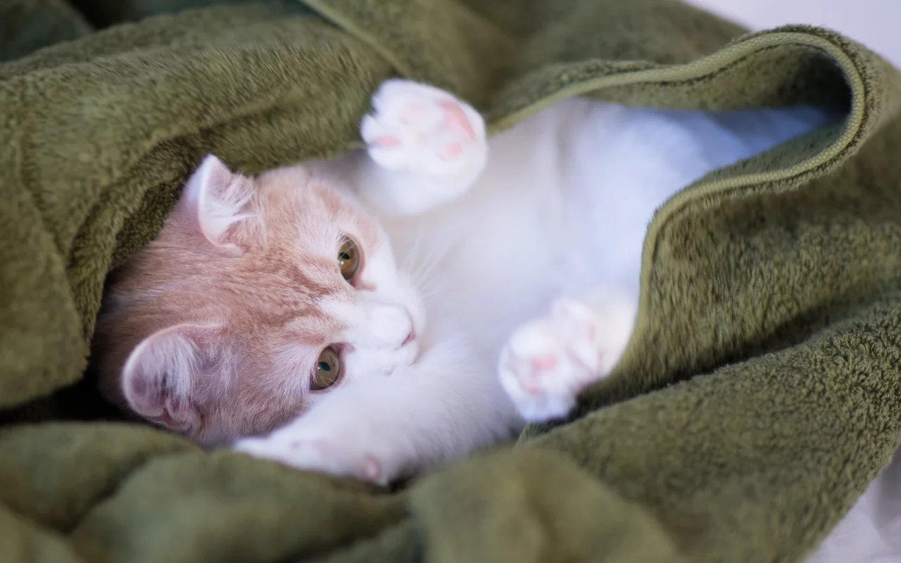 Котёнок, c benjamin torode, hannah, плед