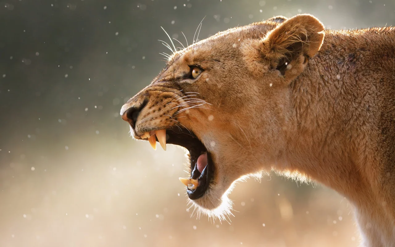 puma, клыки, пума, animals, fangs, lions, львов, животных