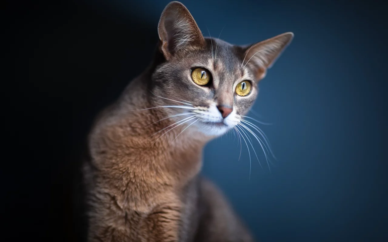 кошка, Кот, взгляд, синий фон, размытость, глаза, уши