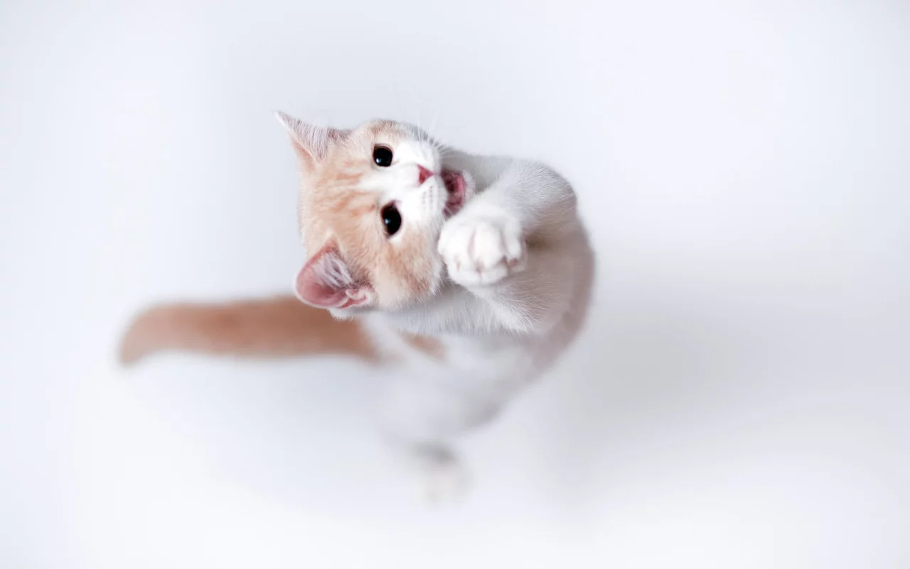 кошка, фон, Torode