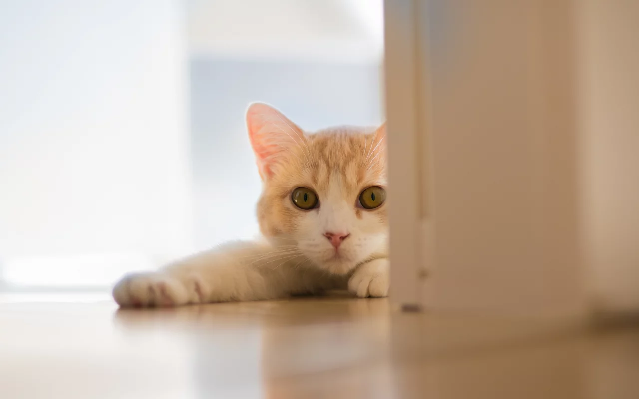 Hannah, c ben torode, кошка