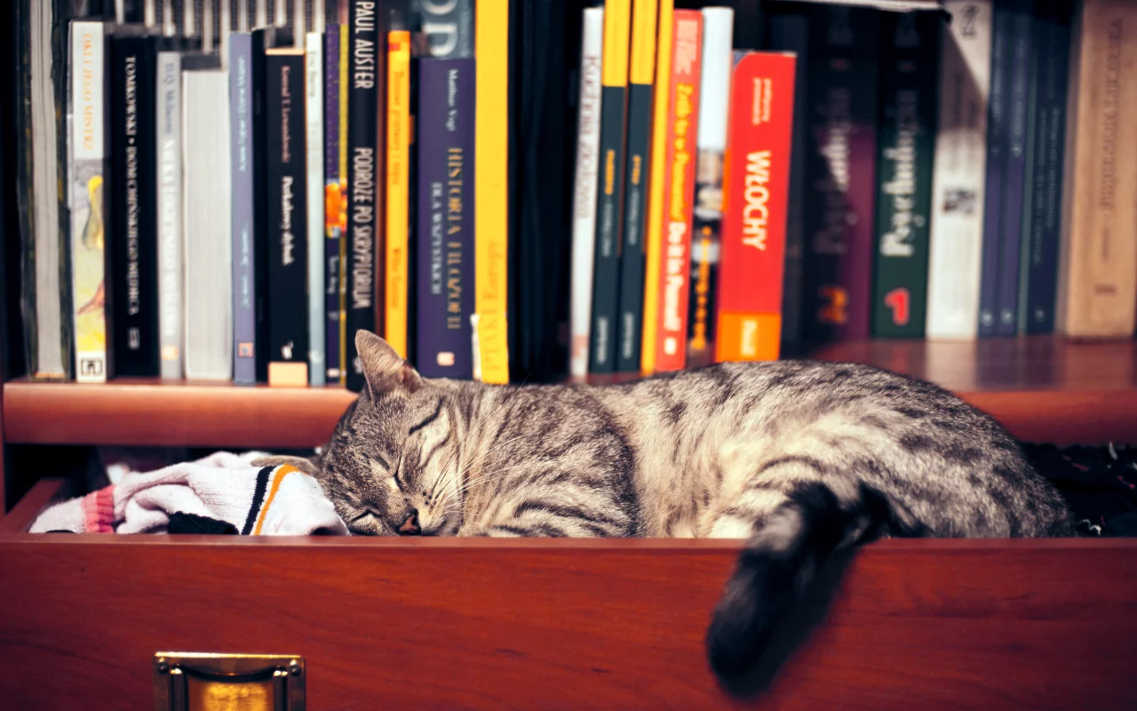 шкаф, книги, сон, Кошка, одежда, полка