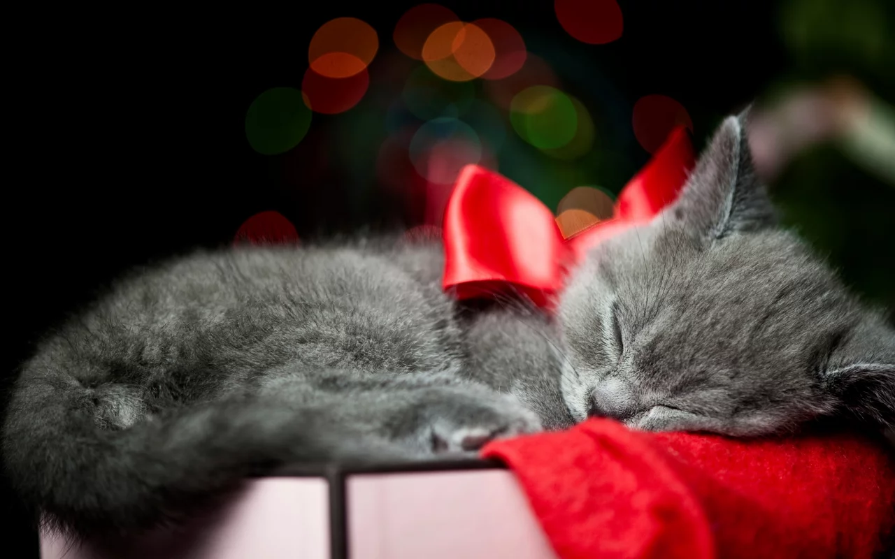 Кот, котенок, коробка, серый, бант, кошка, ленточка, спит