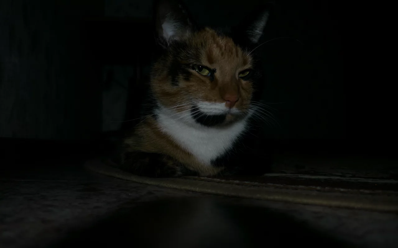 кошки, животные