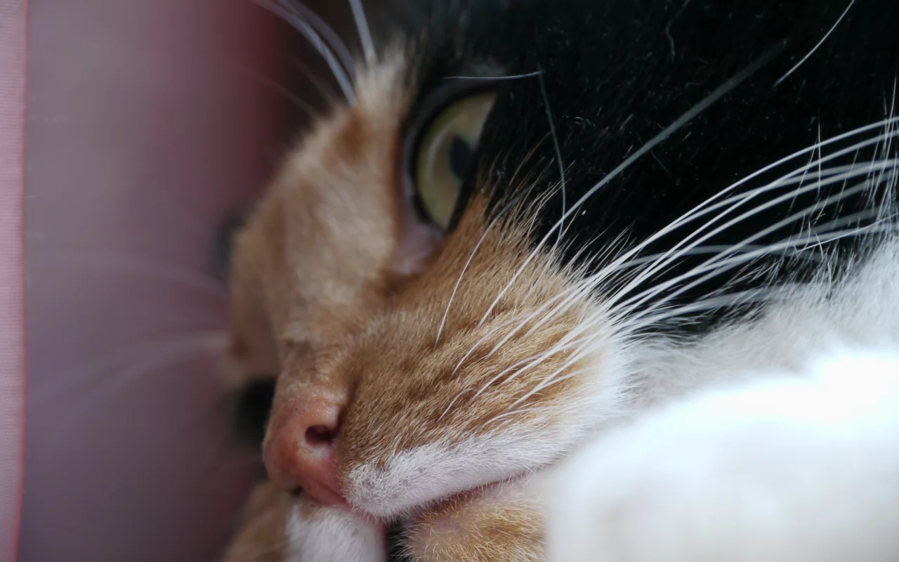 кошки, животные