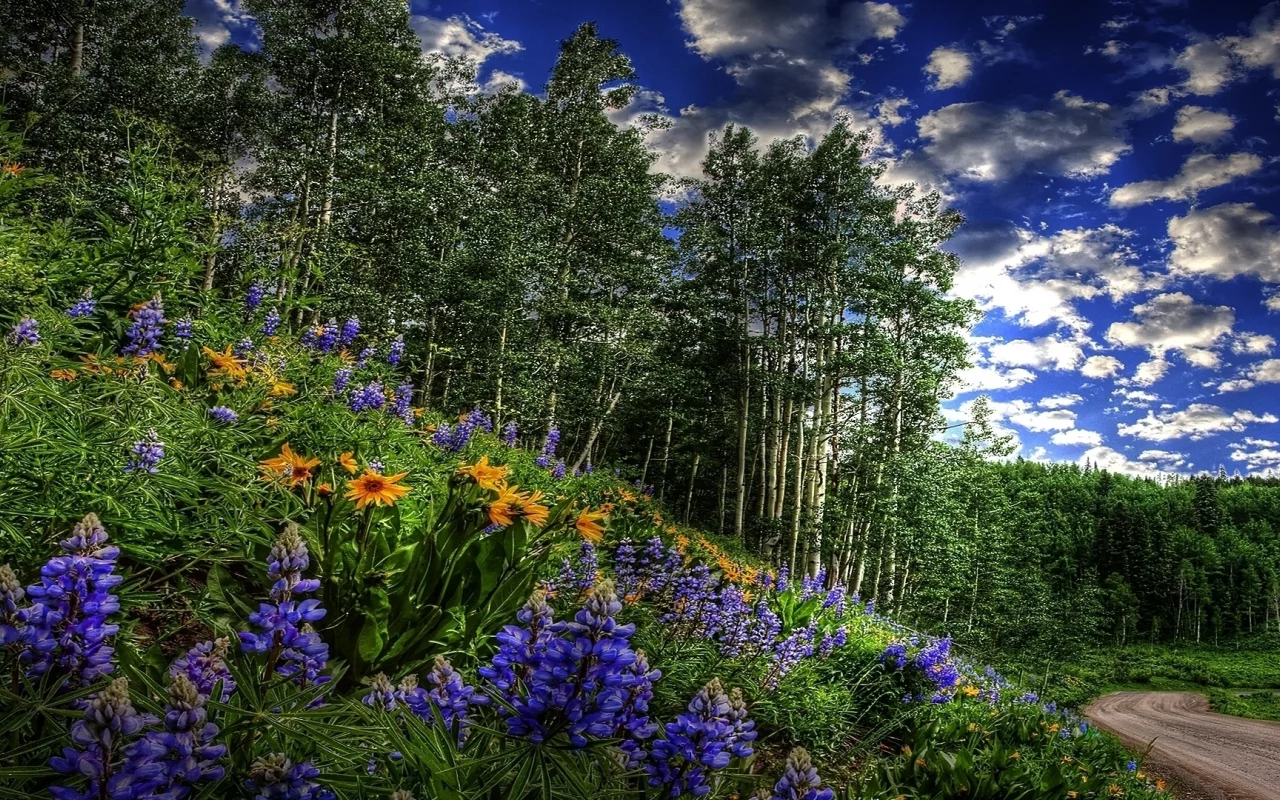 трава, цветы, Лес, деревья, ратительность, кусты