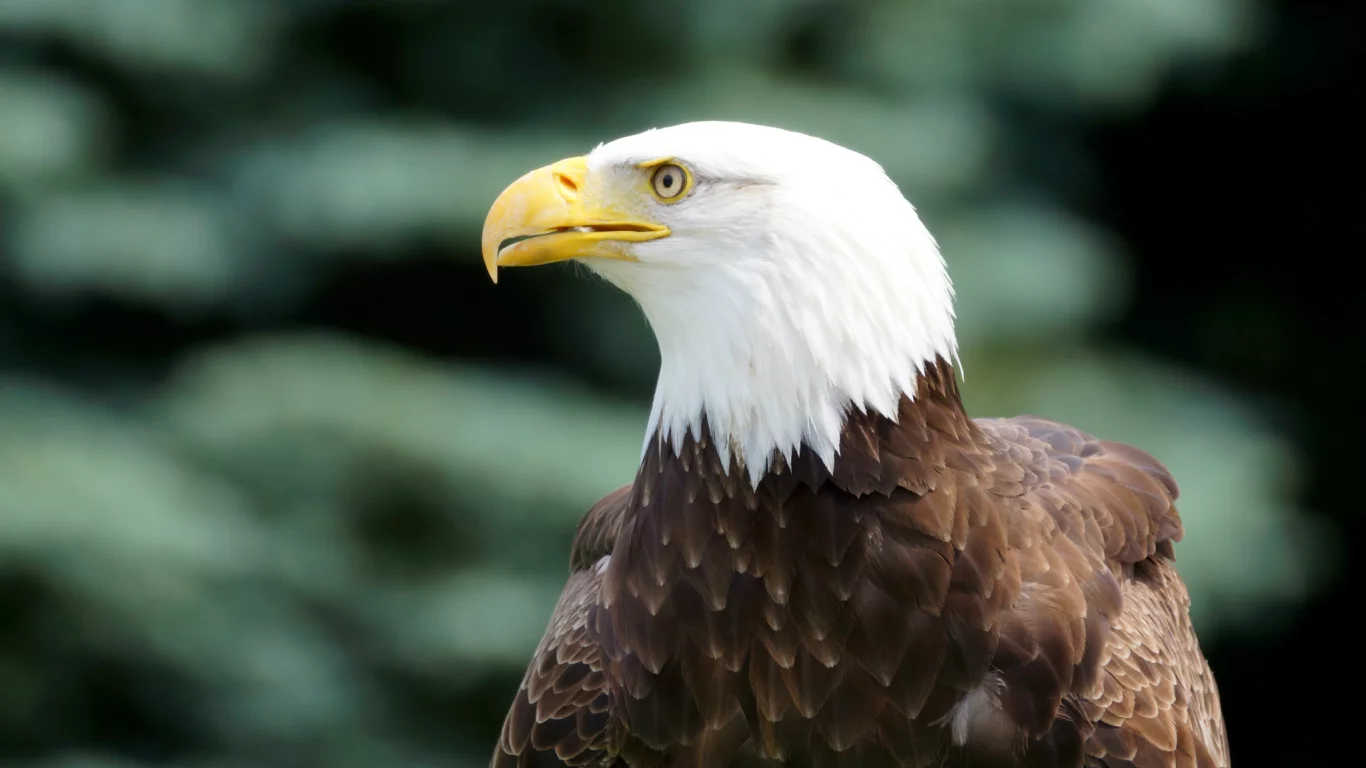 bird, bald eagle, профиль, взгляд, Птица, белоголовый орлан