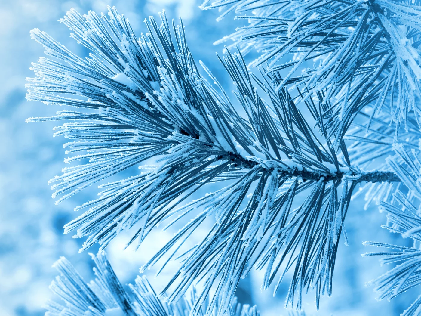 ель, иней, зима, снег, Ветка