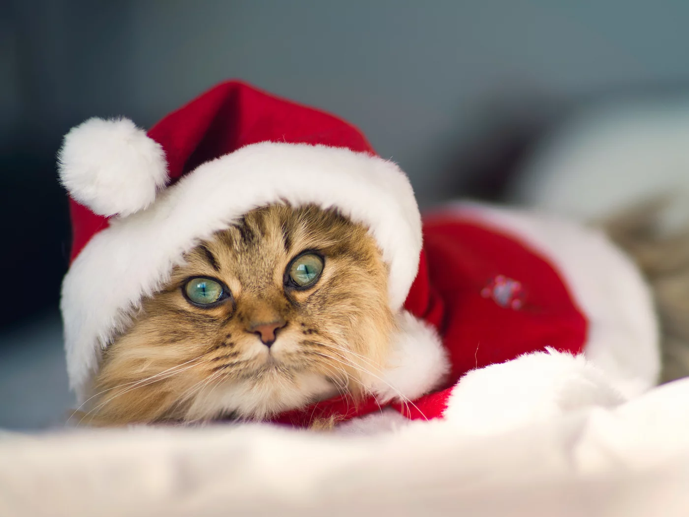 c benjamin torode, костюм, Daisy, christmas cat