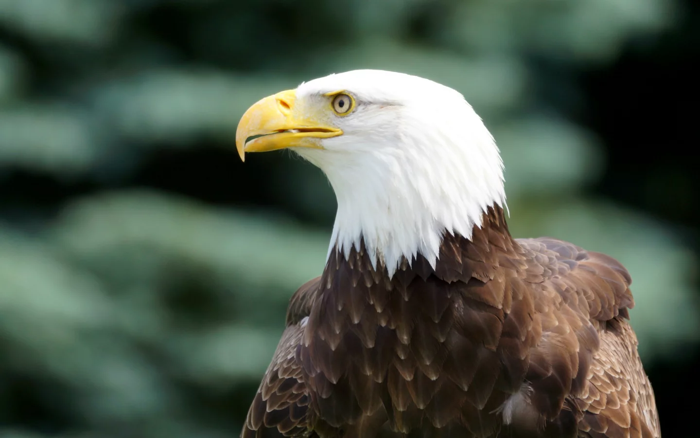 bird, bald eagle, профиль, взгляд, Птица, белоголовый орлан