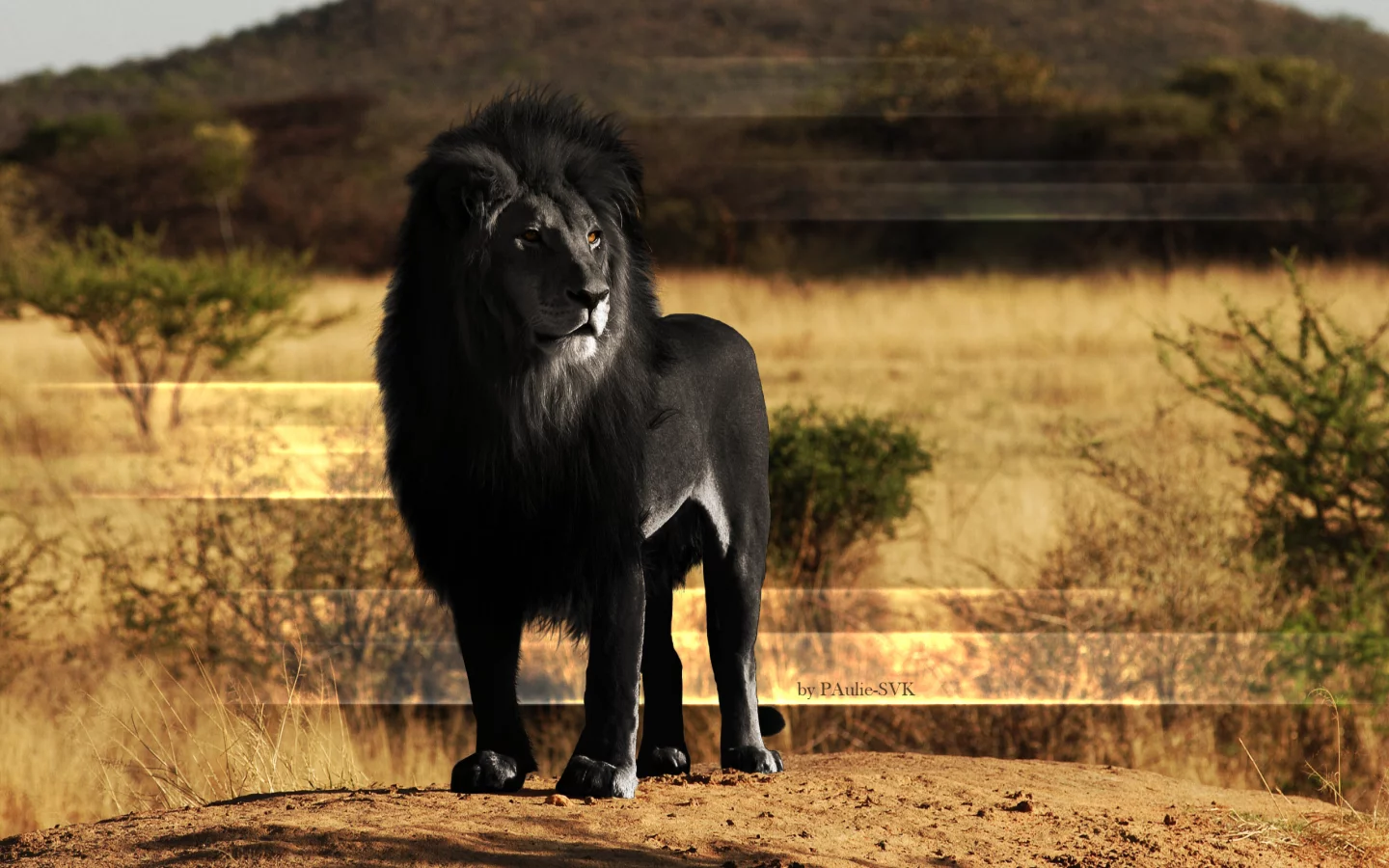 lions, поддельные цвета, animals, львы, черный, fake color, black, животные