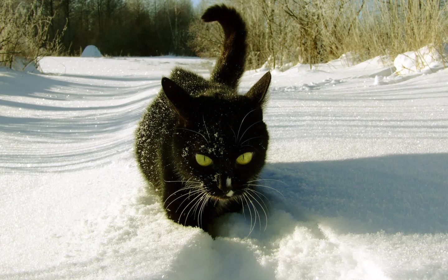 Зима, кот, лес, снег, чёрный