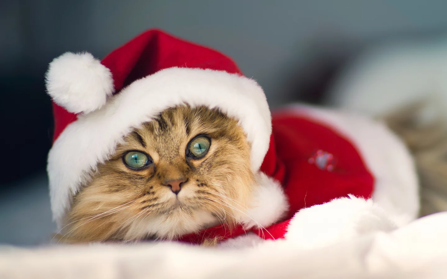 c benjamin torode, костюм, Daisy, christmas cat