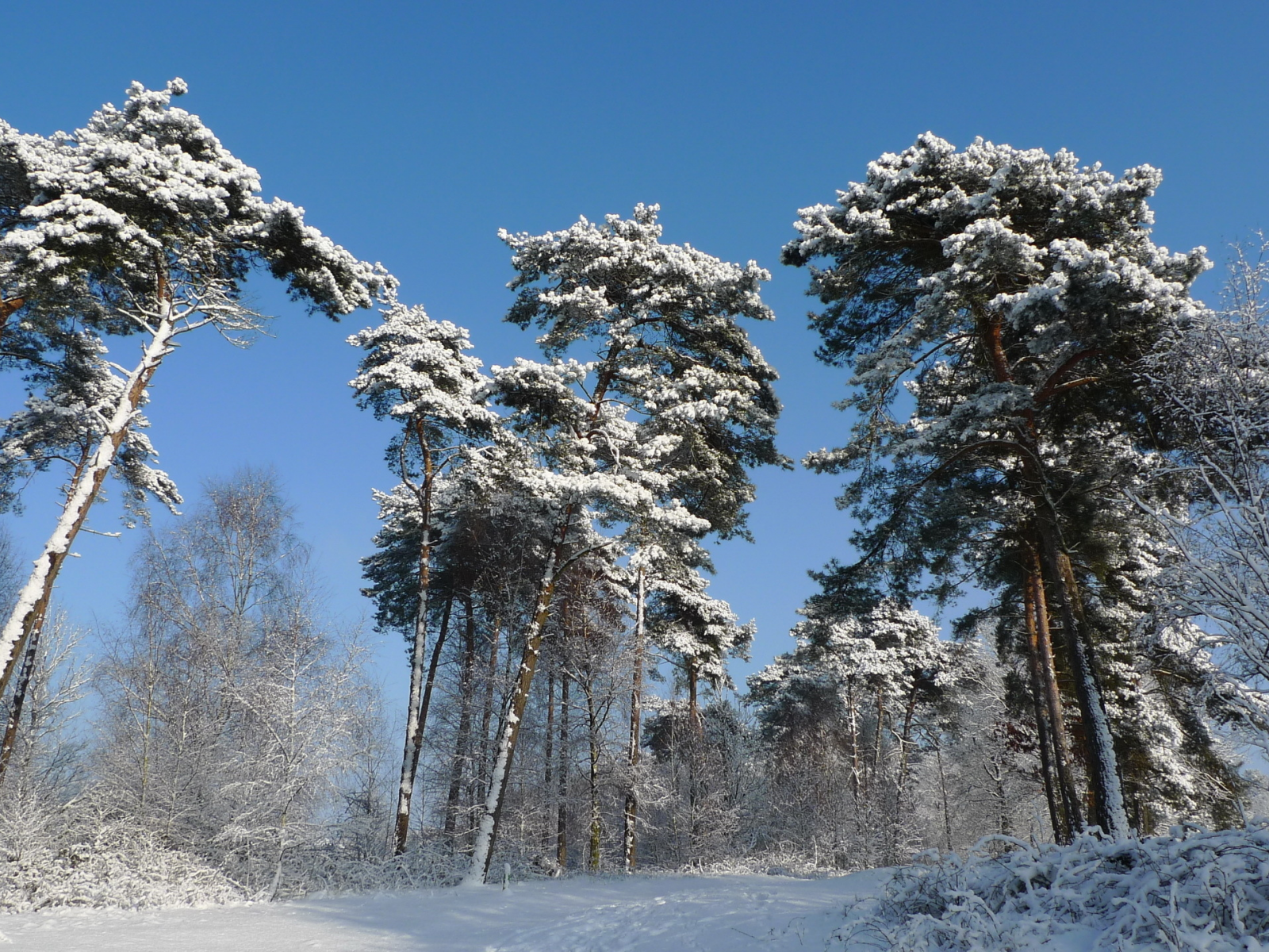 снег, деревья, Зима