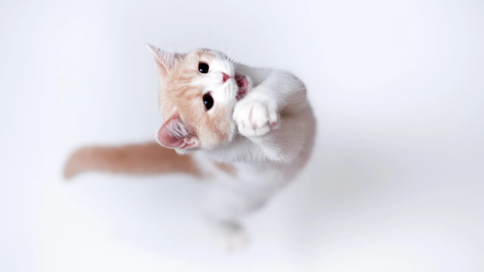 кошка, фон, Torode