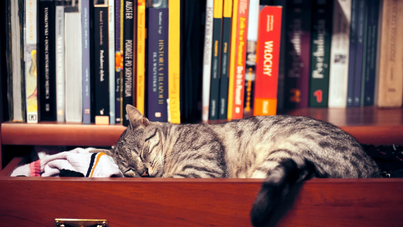 шкаф, книги, сон, Кошка, одежда, полка