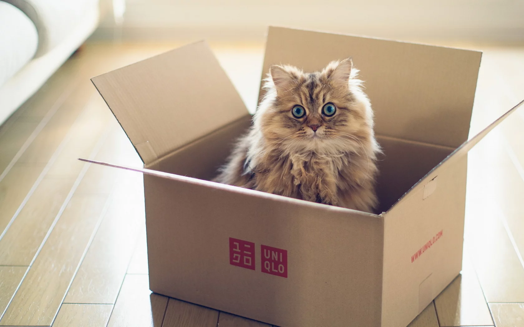 Кошка, torode, коробка