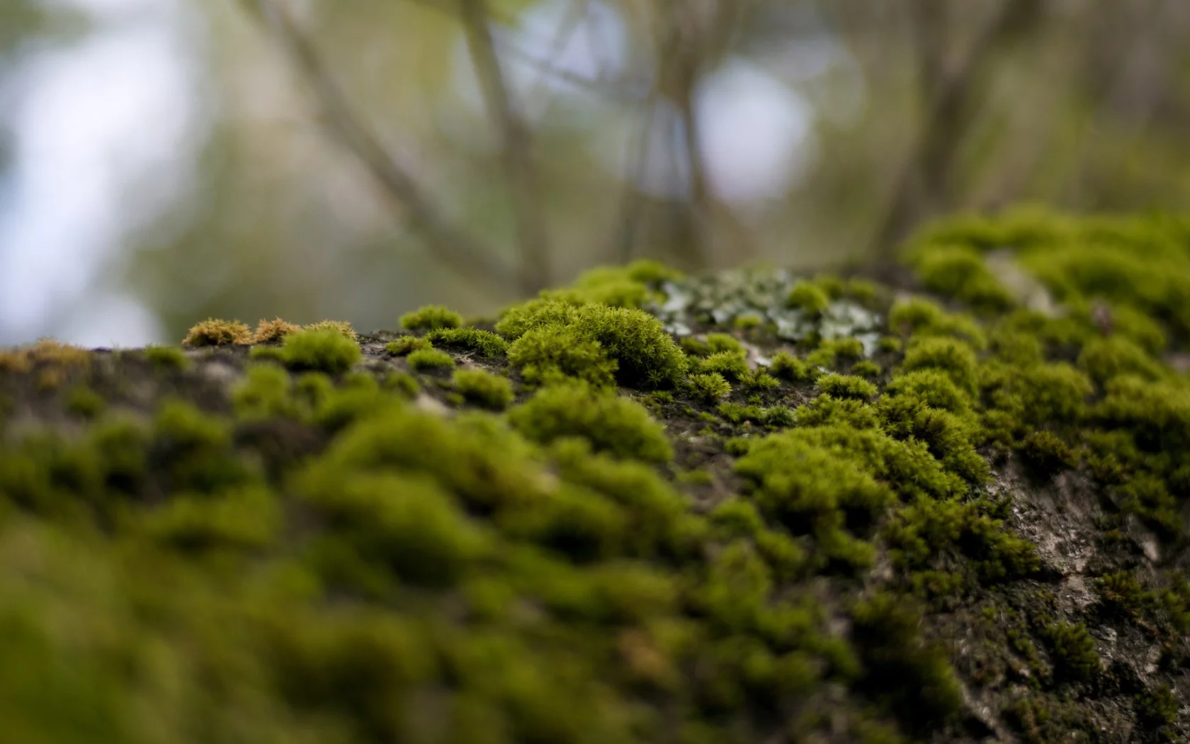 мох, кора, forest, холмы, moss, bark, лес, hills