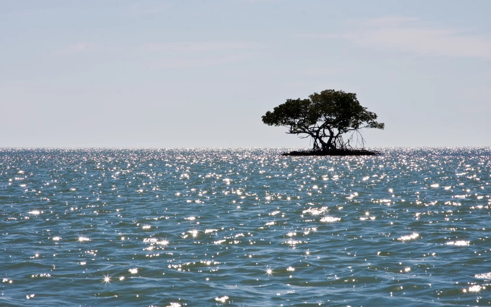 Море, мангры, остров