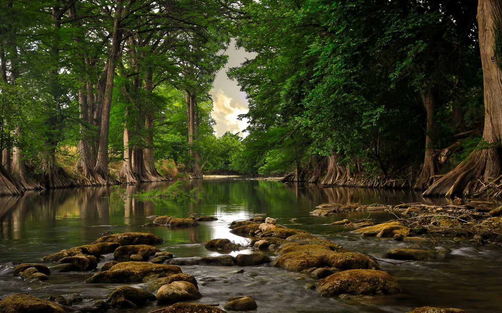лес, вода, корни, деревья, Река, день