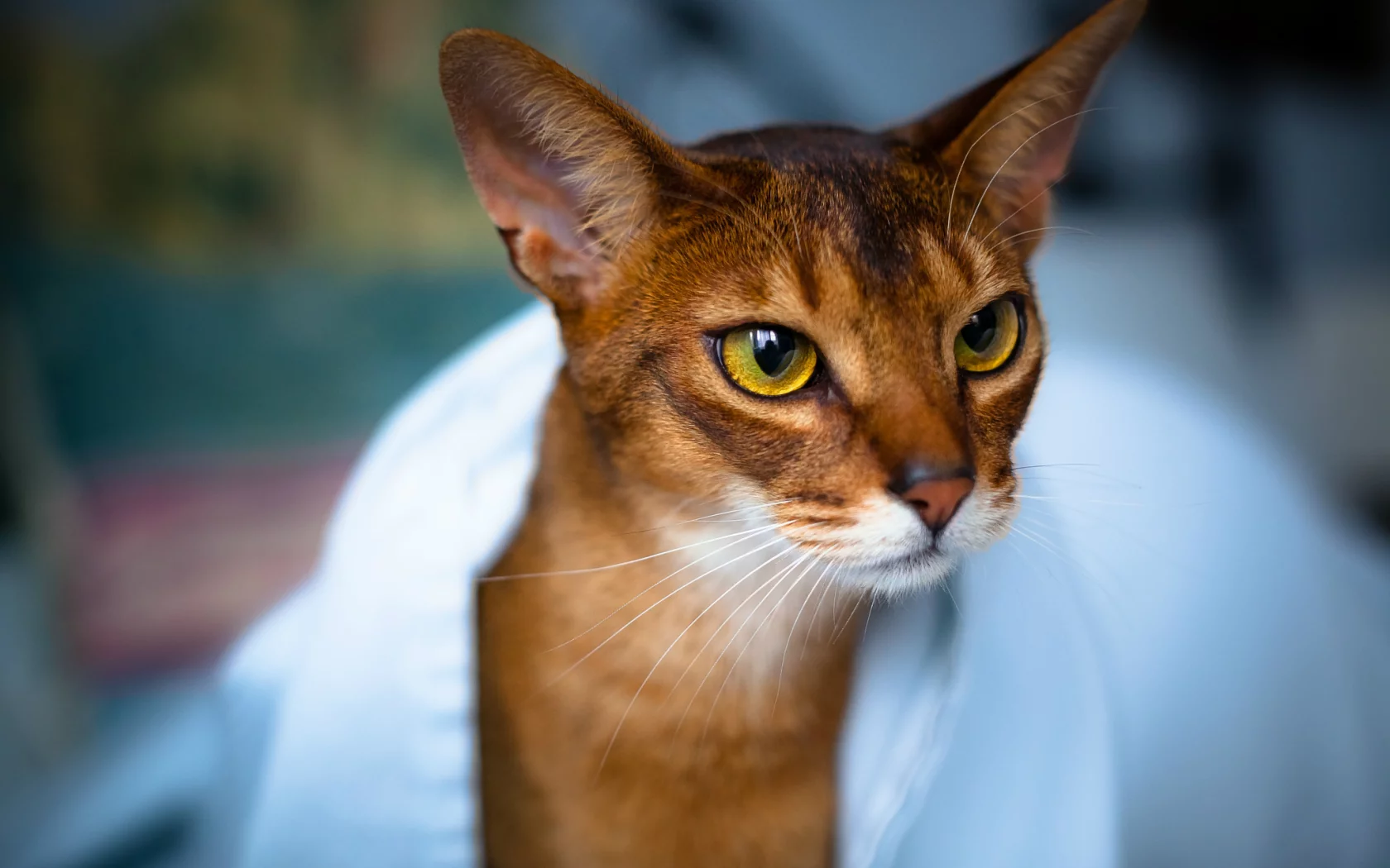 мордочка, взгляд, глаза, Кот, уши, кошка, полотенце