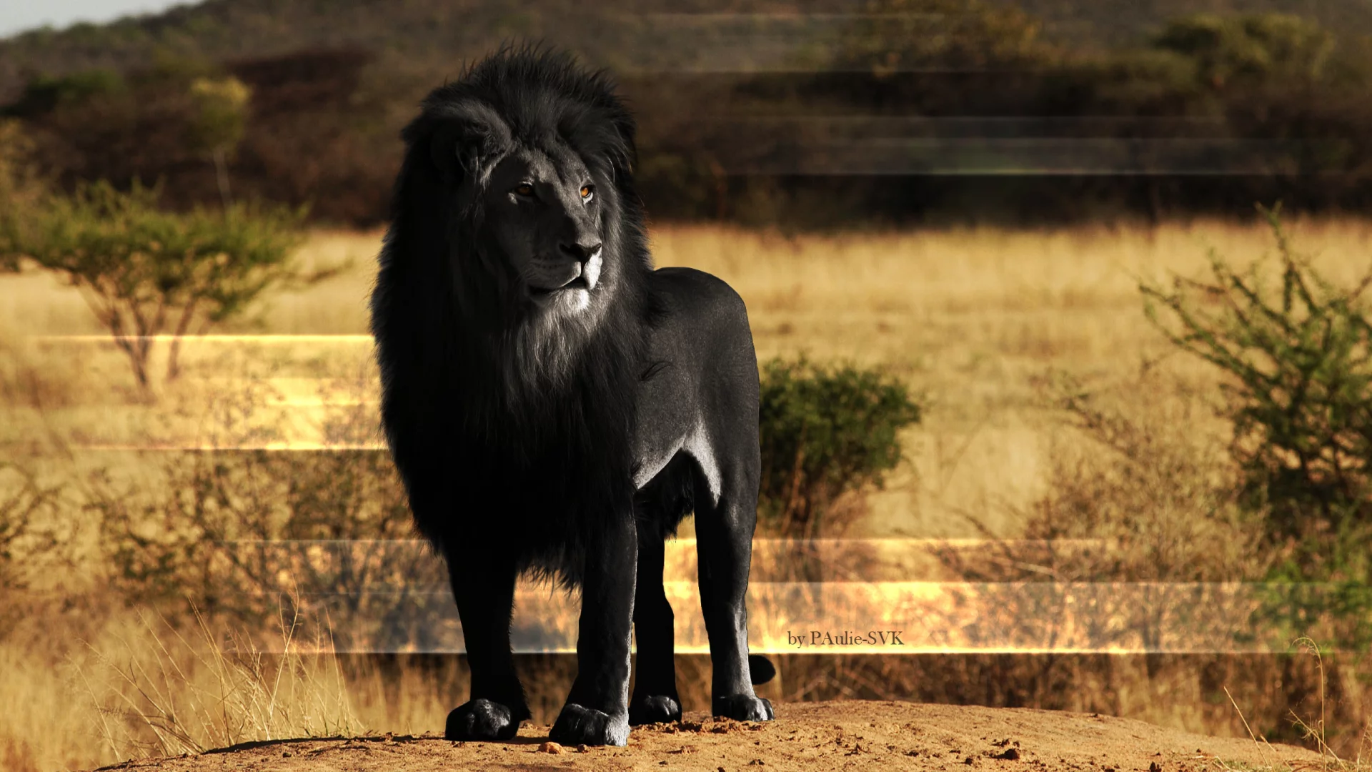 lions, поддельные цвета, animals, львы, черный, fake color, black, животные