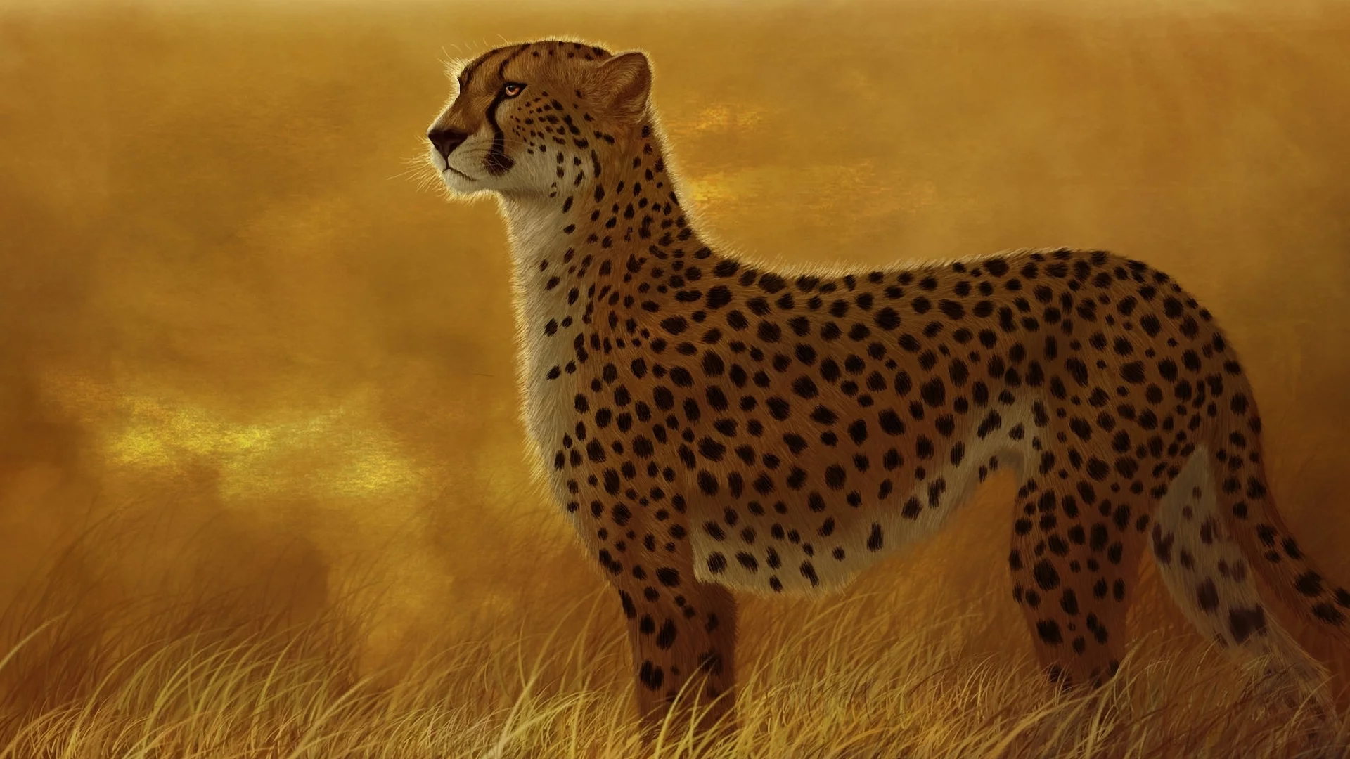 хищник, кошка, дикая, гепард, саванна, Арт, трава
