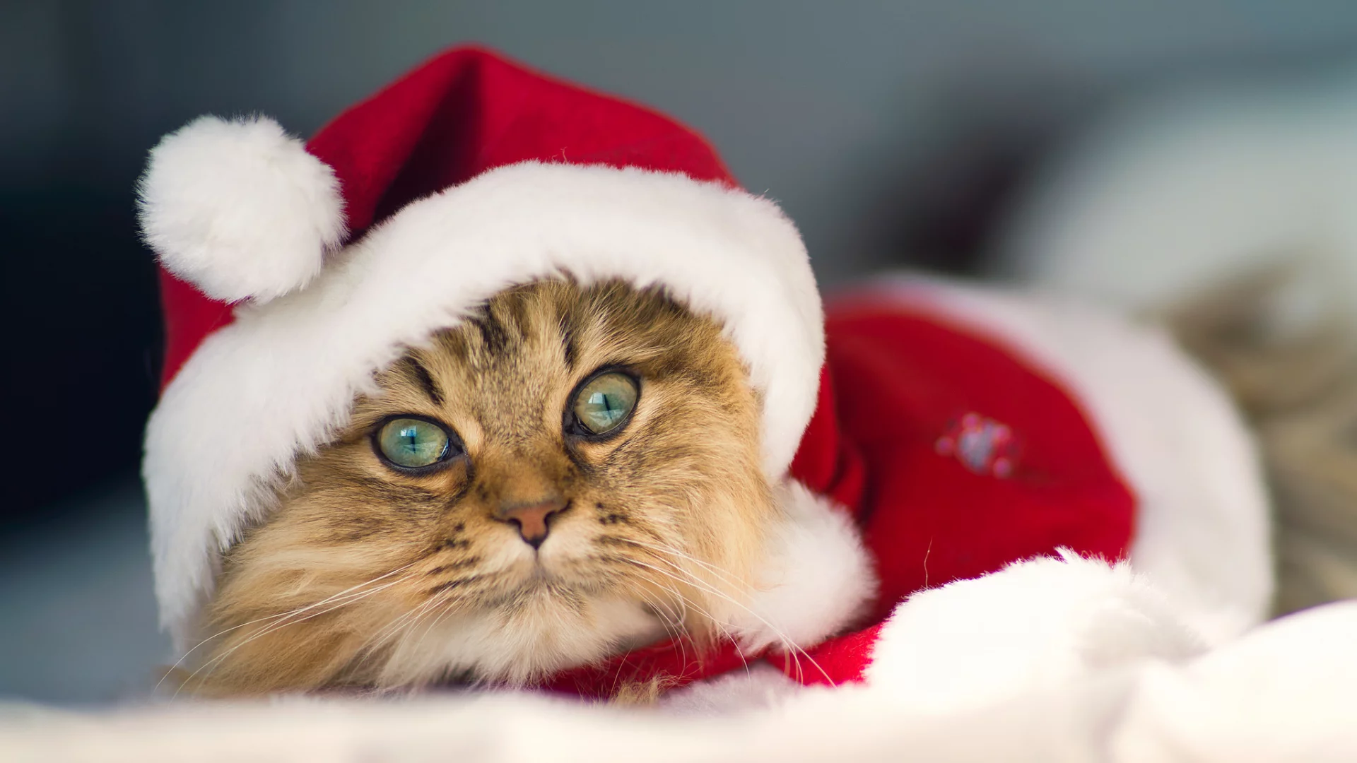 c benjamin torode, костюм, Daisy, christmas cat