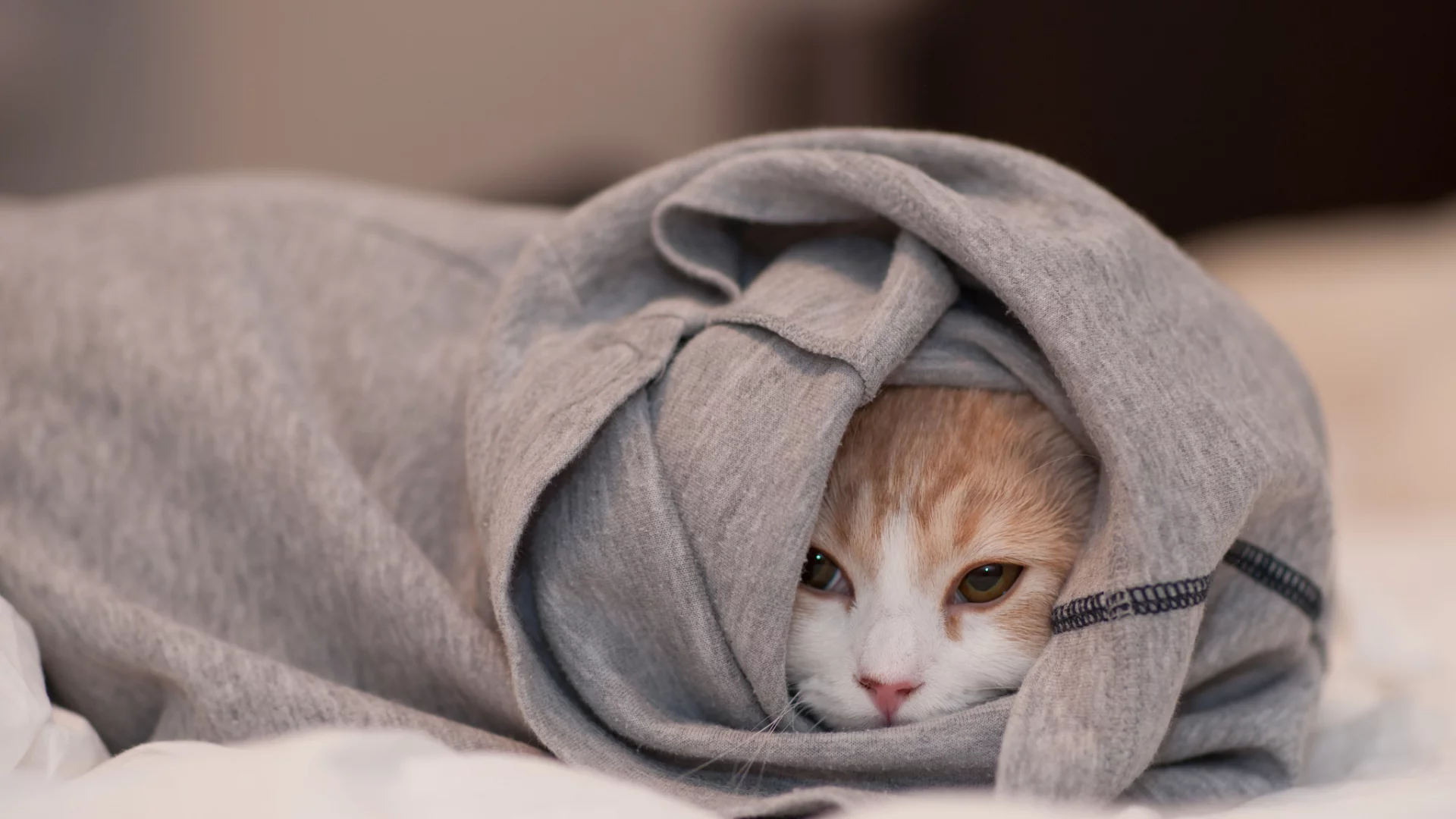 одежда, морда, ben torode, кошка, спряталась, Hannah