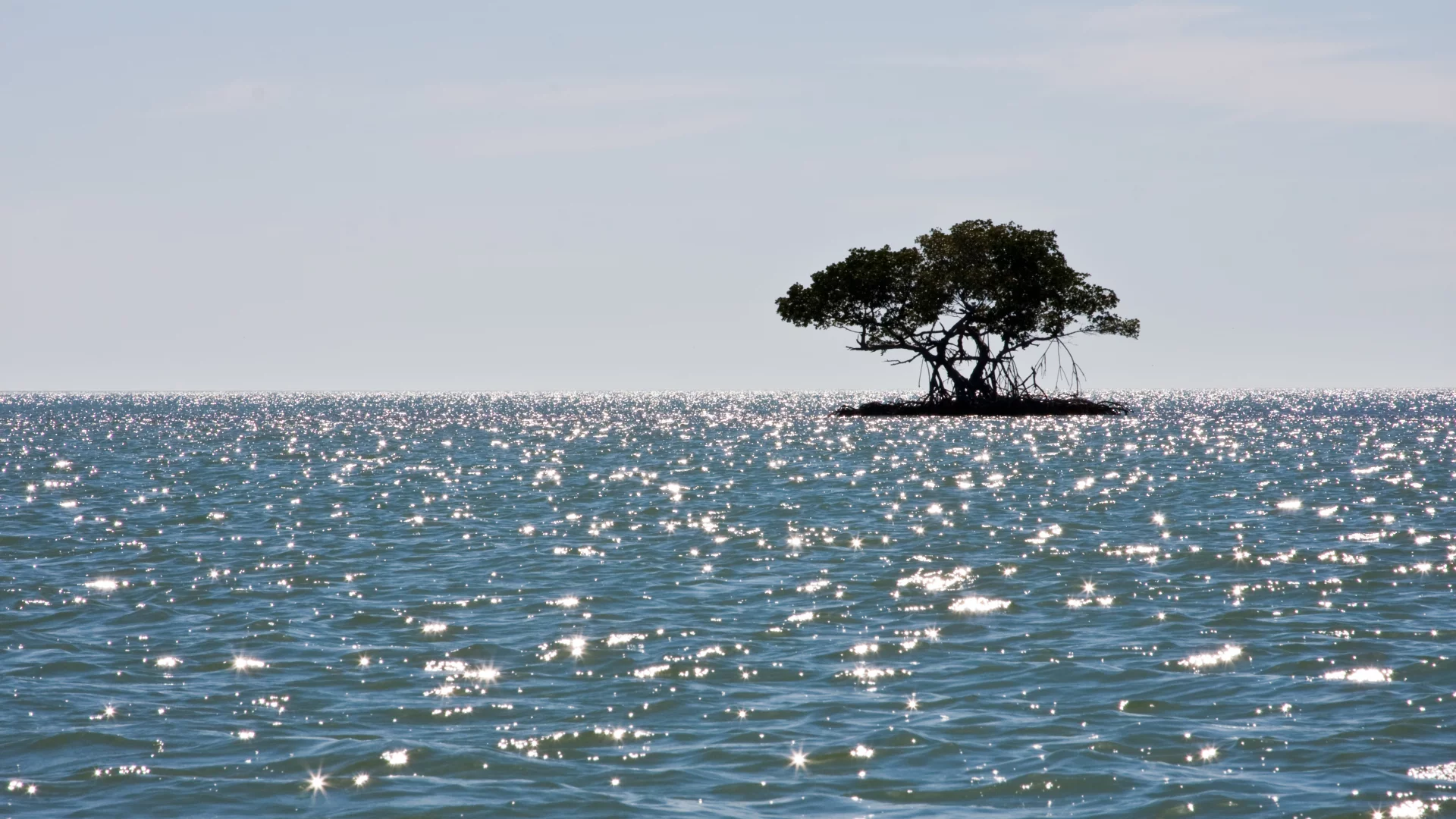 Море, мангры, остров