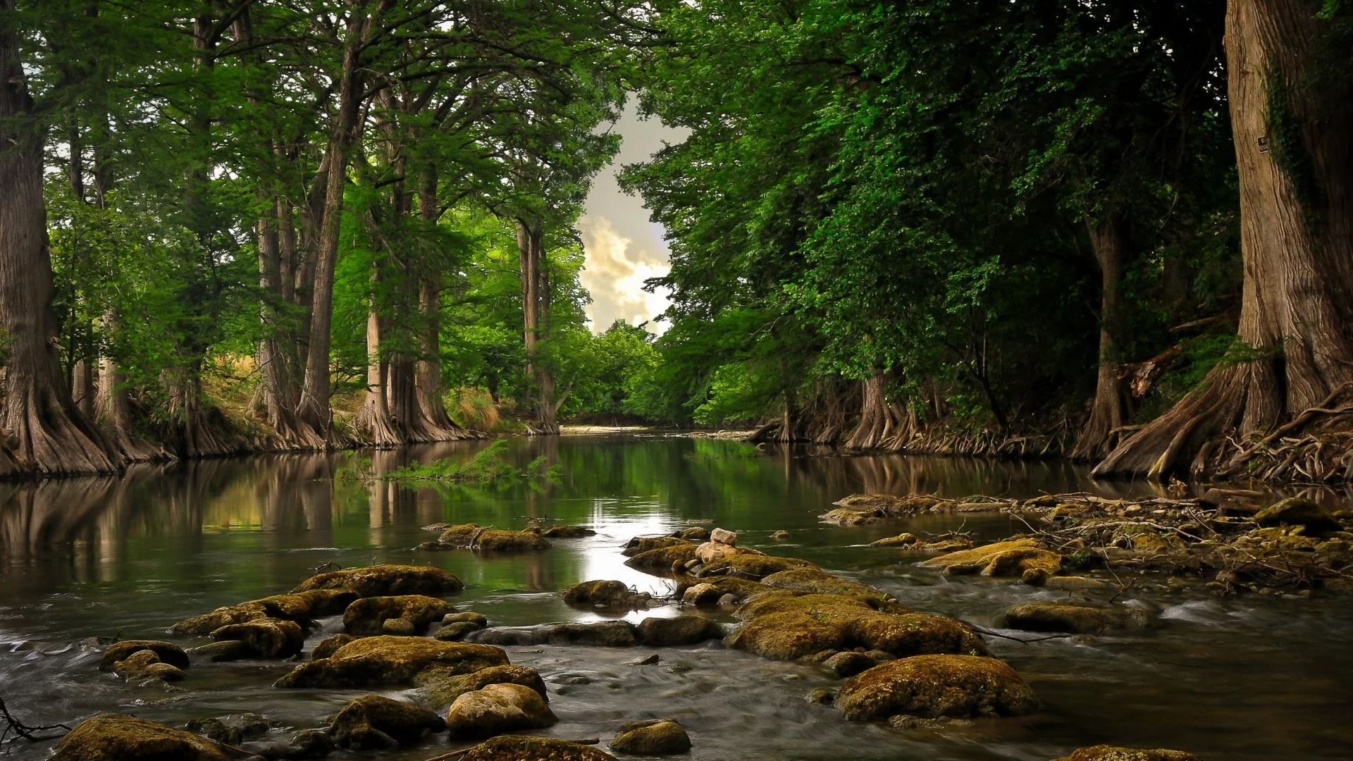 лес, вода, корни, деревья, Река, день