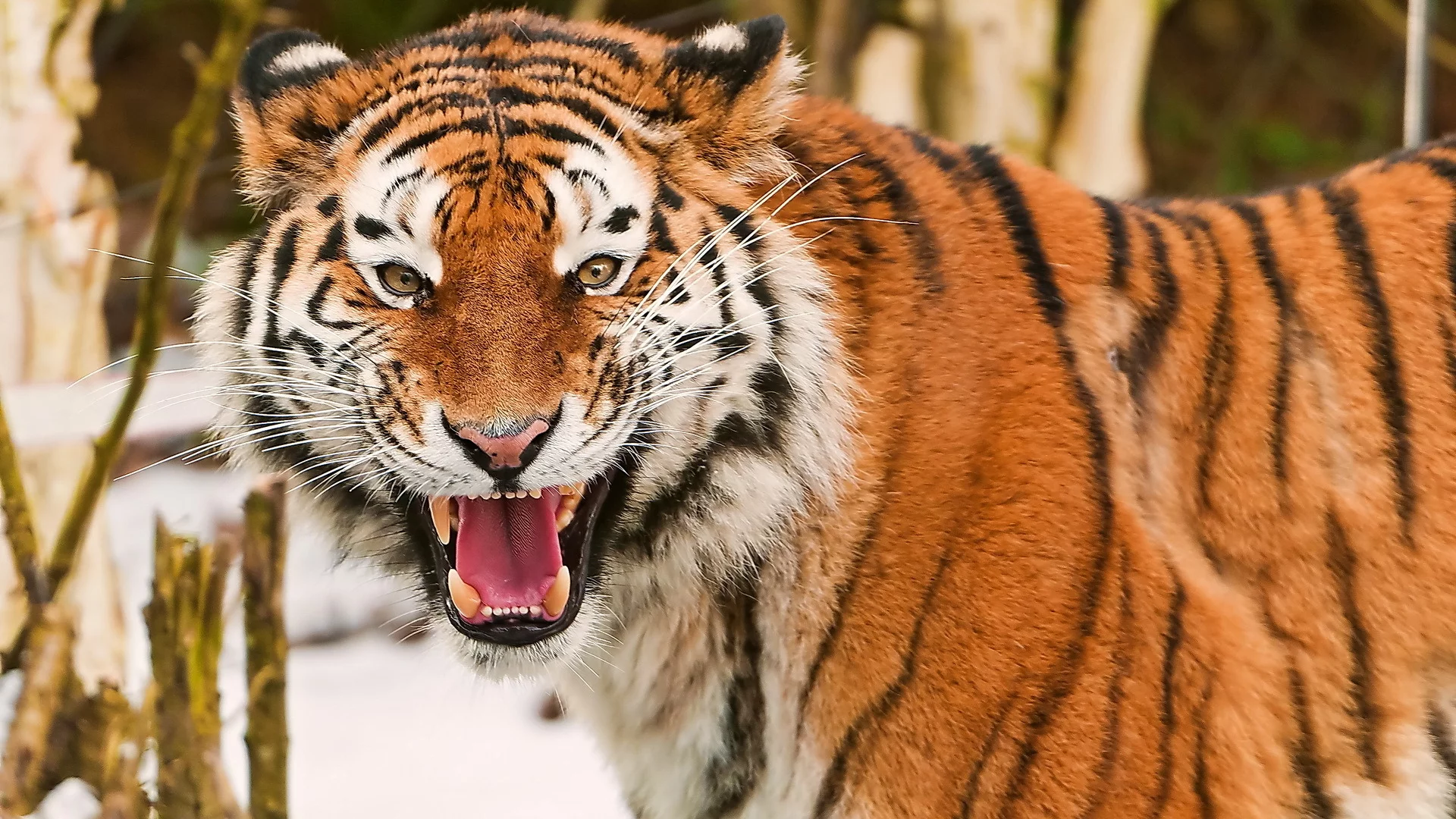 оскал, морда, взгляд, amur tiger, Тигр, амурский, усы, весело