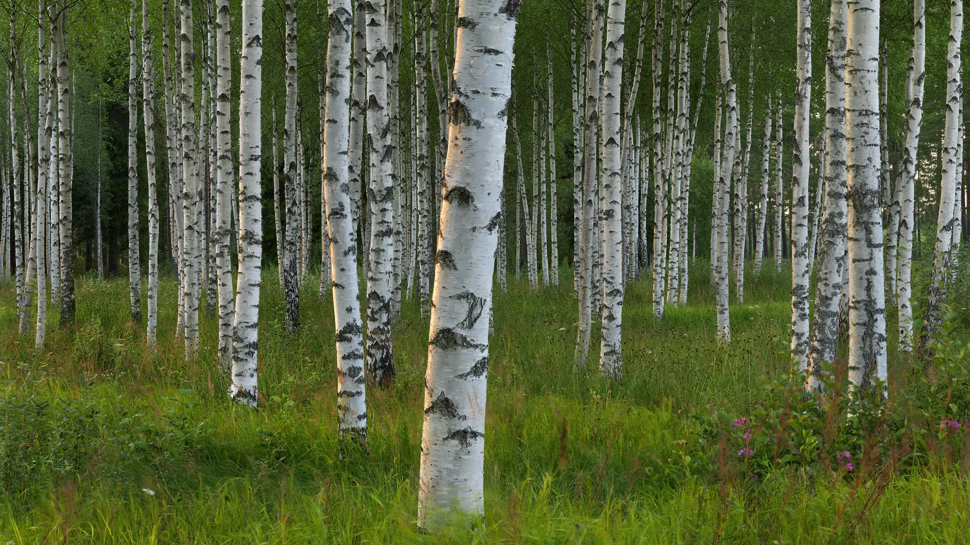 роща, берёзы, деревья, sweden, швеция, Dalarna