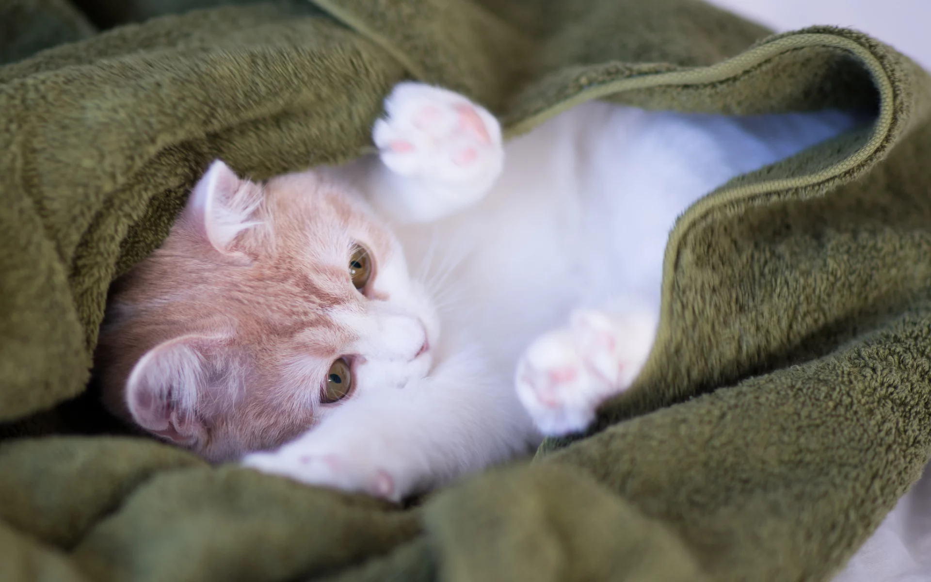 Котёнок, c benjamin torode, hannah, плед
