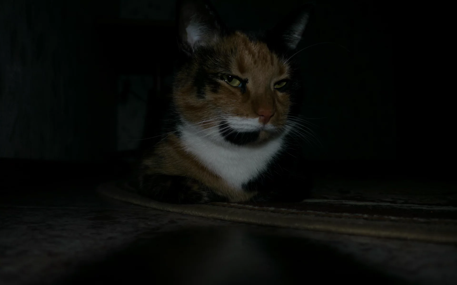 кошки, животные