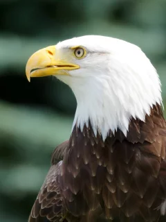 bird, bald eagle, профиль, взгляд, Птица, белоголовый орлан
