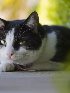 Кошка, фон, взгляд