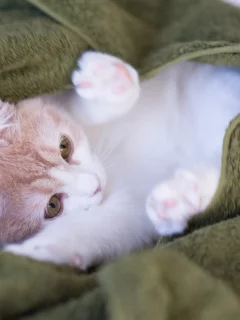 Котёнок, c benjamin torode, hannah, плед