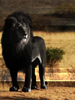 lions, поддельные цвета, animals, львы, черный, fake color, black, животные