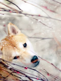 взгляд, Собака, природа