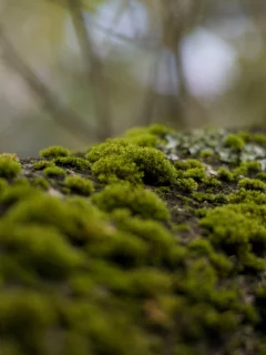 мох, кора, forest, холмы, moss, bark, лес, hills