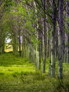деревья, природа, Лес, лето