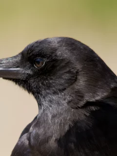 ворон, взгляд, профиль, bird, Птица, raven