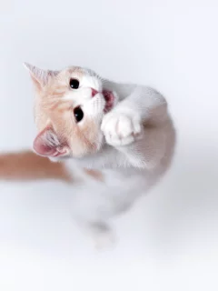 кошка, фон, Torode