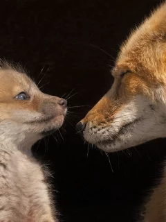 взгляд, лисенок, Лиса