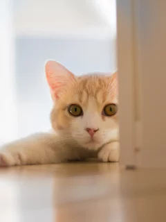 Hannah, c ben torode, кошка