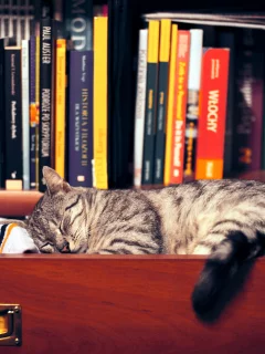 шкаф, книги, сон, Кошка, одежда, полка