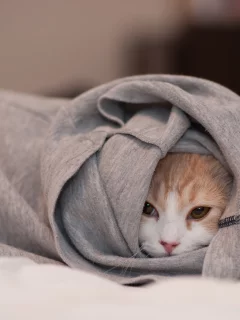одежда, морда, ben torode, кошка, спряталась, Hannah